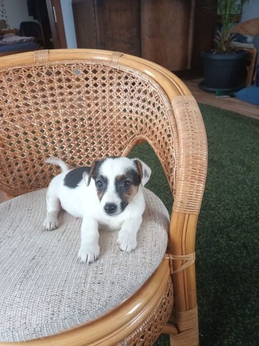 Jack Russell Terrier