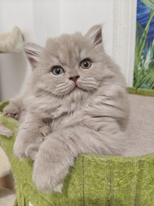 Macho British Longhair  Lilac