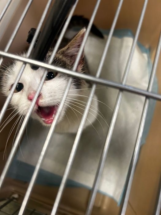 Maluszki PILNIE dom tymczasowy