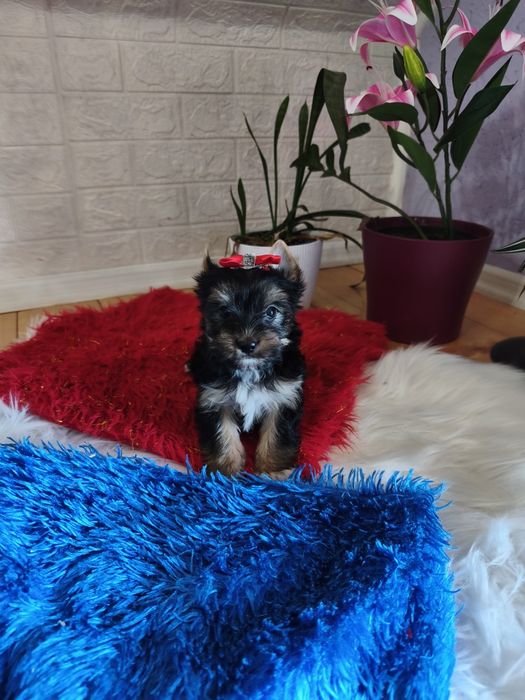 Yorkshire terrier śliczna dziewczynka