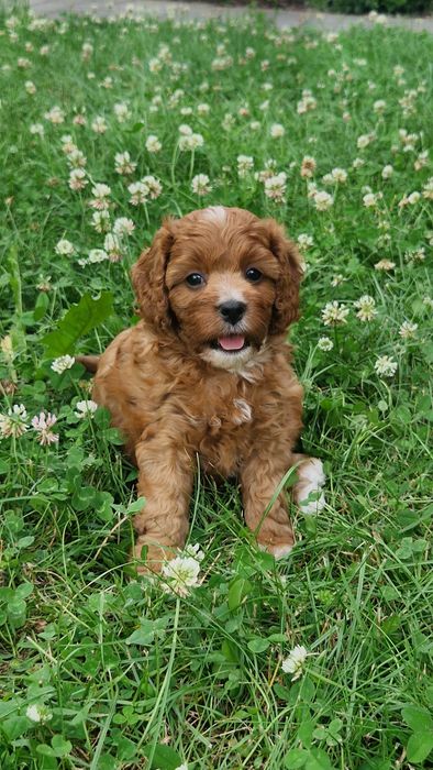 Sunia cavapoo f1