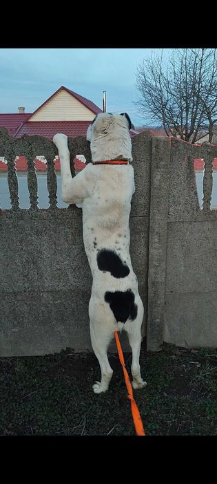 Продам собаку алабая