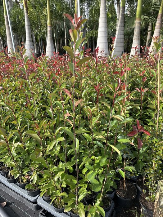 Photinia Red Robin - Carre Rouge - 50CM/100CM/150CM/200CM Alt.