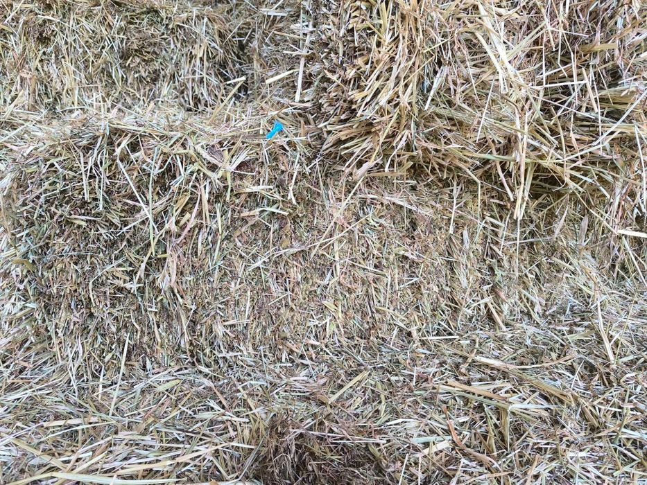 Feno 2025 excelente qualidade!