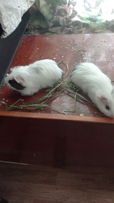 Гризунчики свинки.