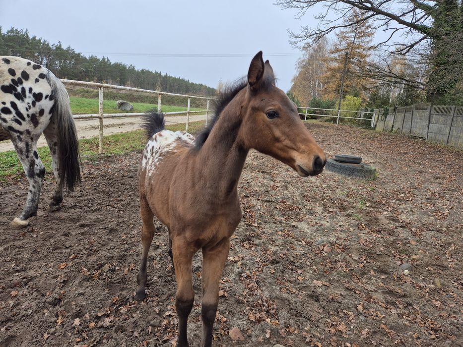 Klacz tarantowata z źróbką
