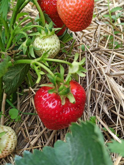 Саджанці полуниці середніх сортів.