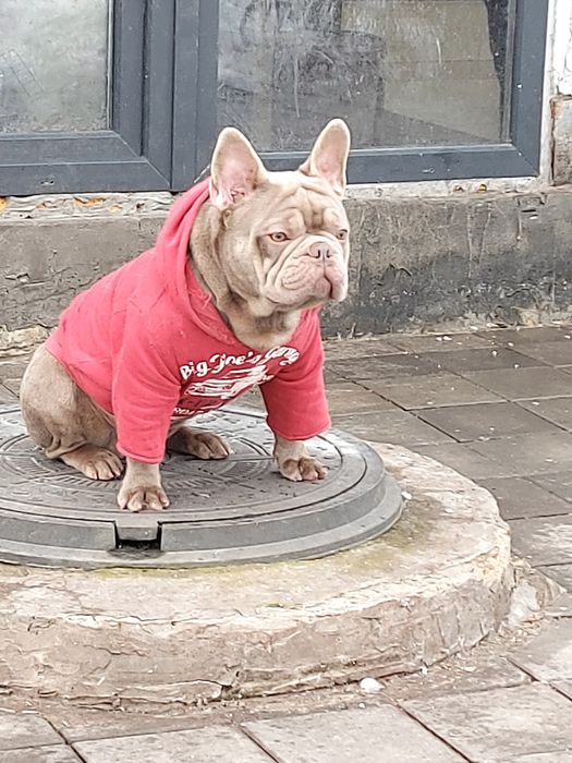 Вязка французский бульдог изабела