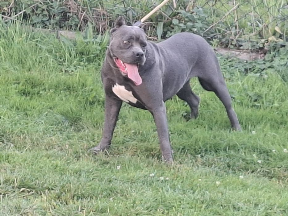 Cane corso-suczka