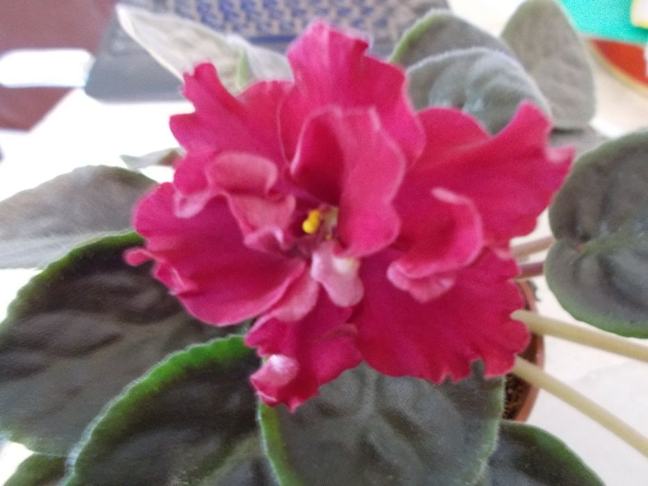 фиалки и мини фиалки более 40 сортов