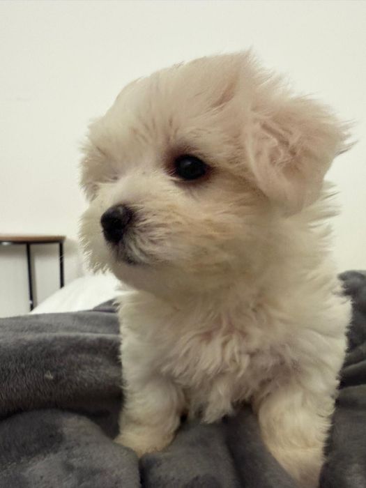 Bichon Maltes disponivel.
