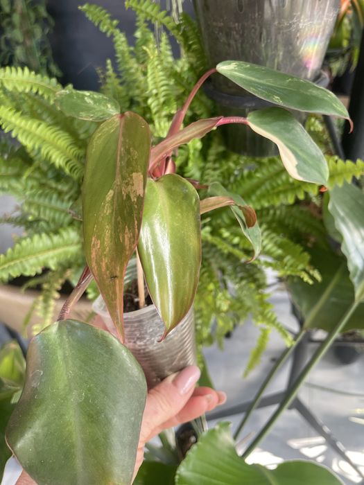 Филодендрон Ред Эмеральд вариегатный/Philodendron Red Emerald var.