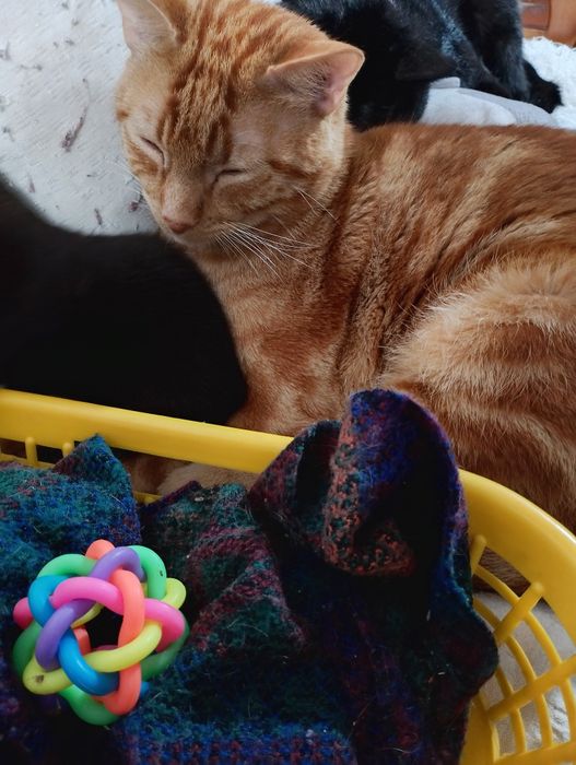 Gatinho amarelo macho para doar