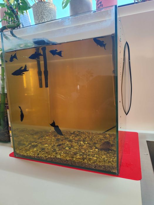 Urgente Aquariofilia, aquário, plantas e peixes