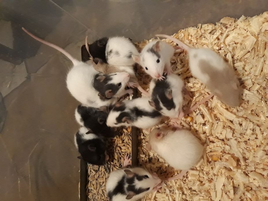 Щурики декоративні.РОЗПРОДАЖ,ВІК 3 МІСЯЦІ