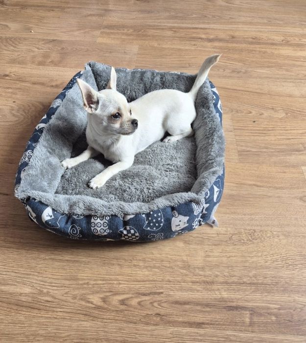 Chihuahua suczka szczeniak