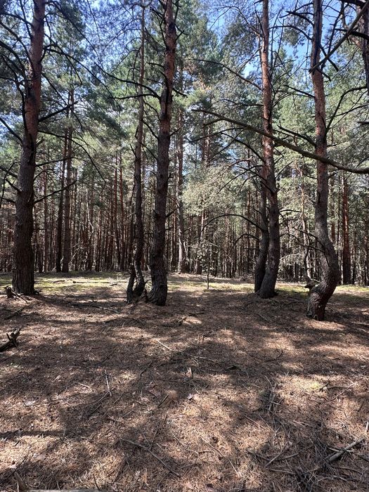 Продаж ділянки в лісі  село Сухолуччя,