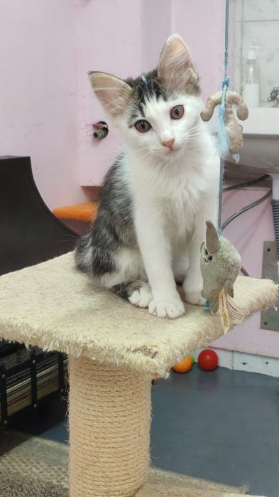 Котята 3 мес в ответственные руки