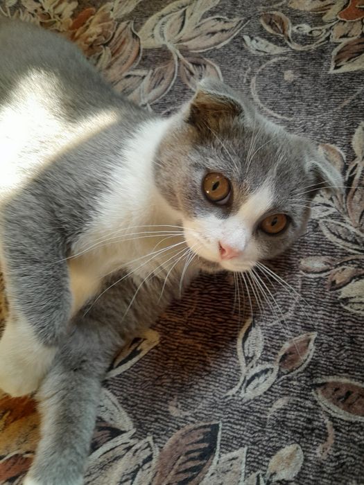 Продам шотландского вислоухого котенка
