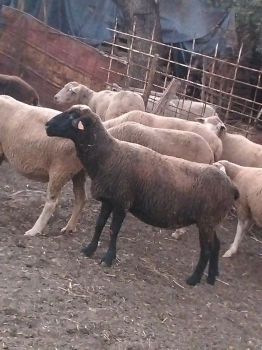 Vende se 57 ovinos