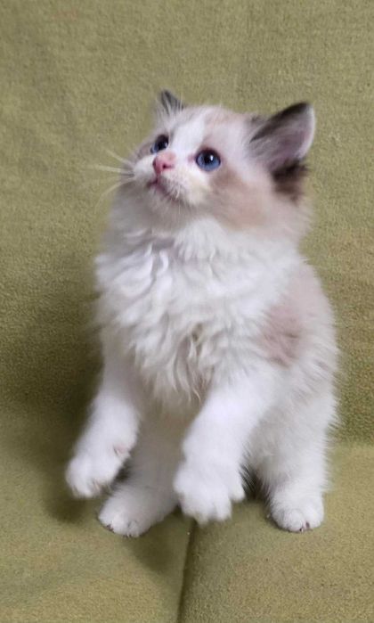 kociak rasy ragdoll
