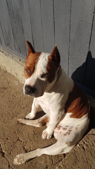 Вязка Американо Стафордширський Терєр