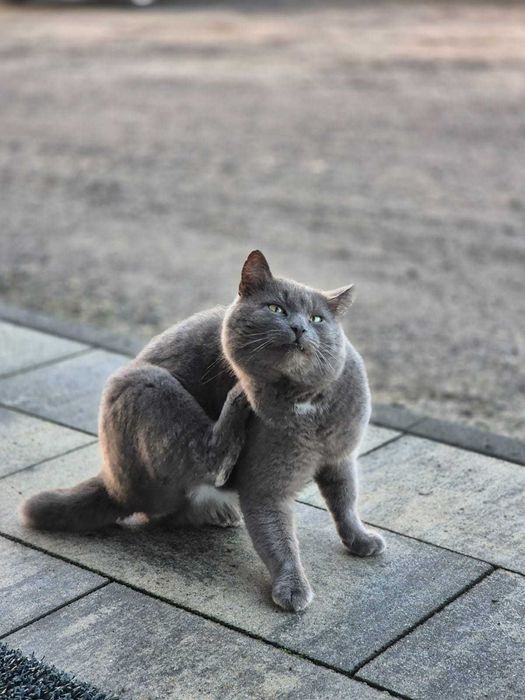 Kotek brytyjski do adopcji