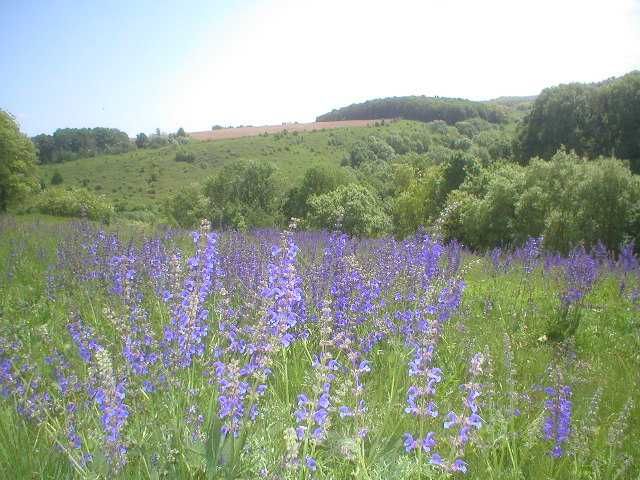 Продам землю ОСГ ПАЙ 12 га плюс будинок і склад. Капельне  зрошення.