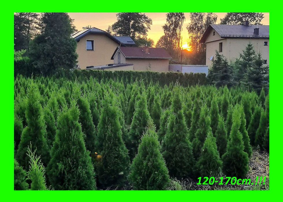 PROMOCJA! Tuja Tuje Szmaragd 120cm.(110-200cm.)