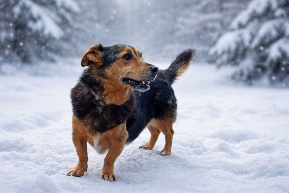 KUBA - około 11 letni pies