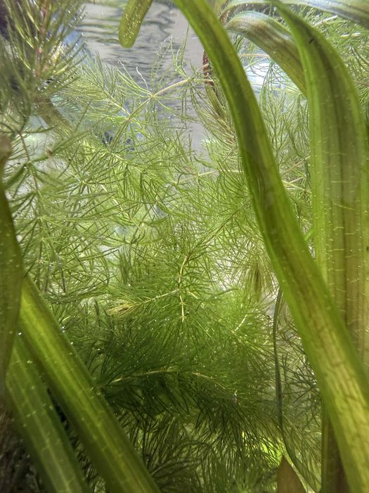 Planta aquario Foxtail