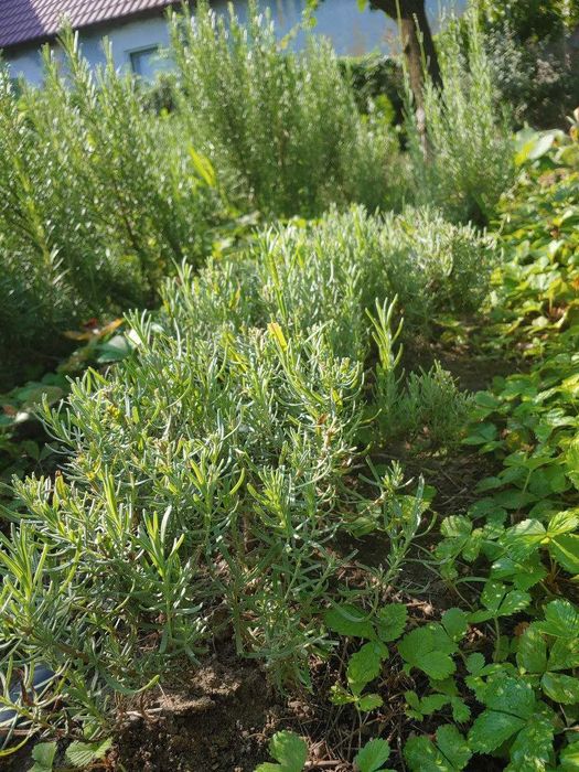 Саджанці лаванди, Саженцы лаванды