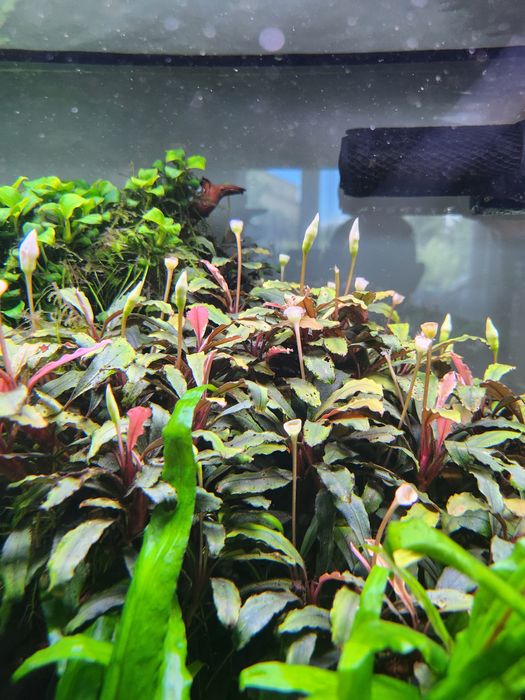 Rośliny akwariowe z przycinki