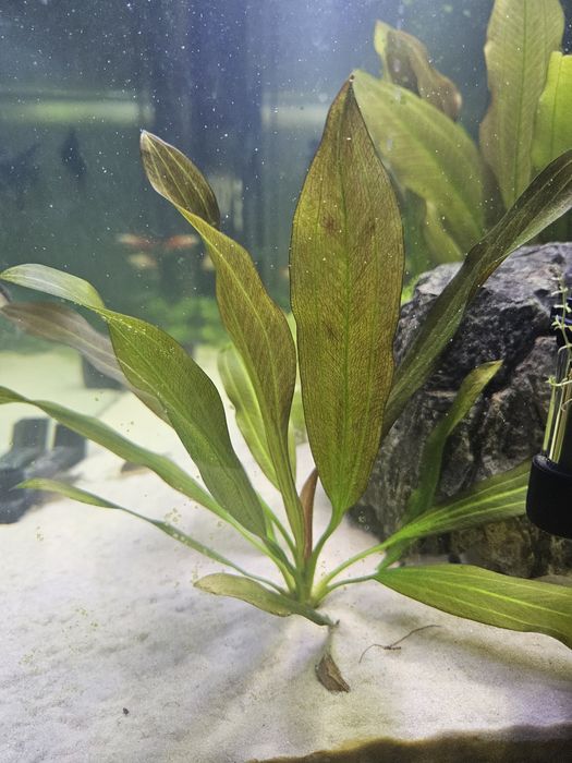 Echinodorus red
Echinodorus ocelot red
Echinodorus ocelot red
Średnio