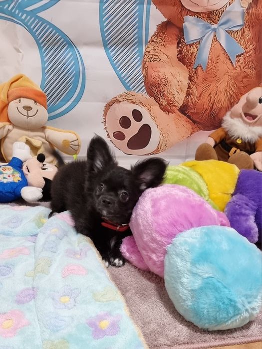 Chihuahua macho preto e branco de pêlo longo cor brilhante