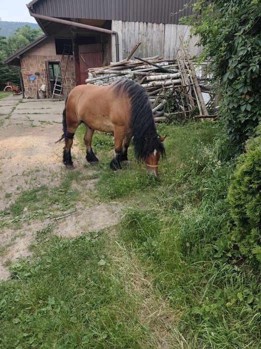 Sprzedam konia wachała