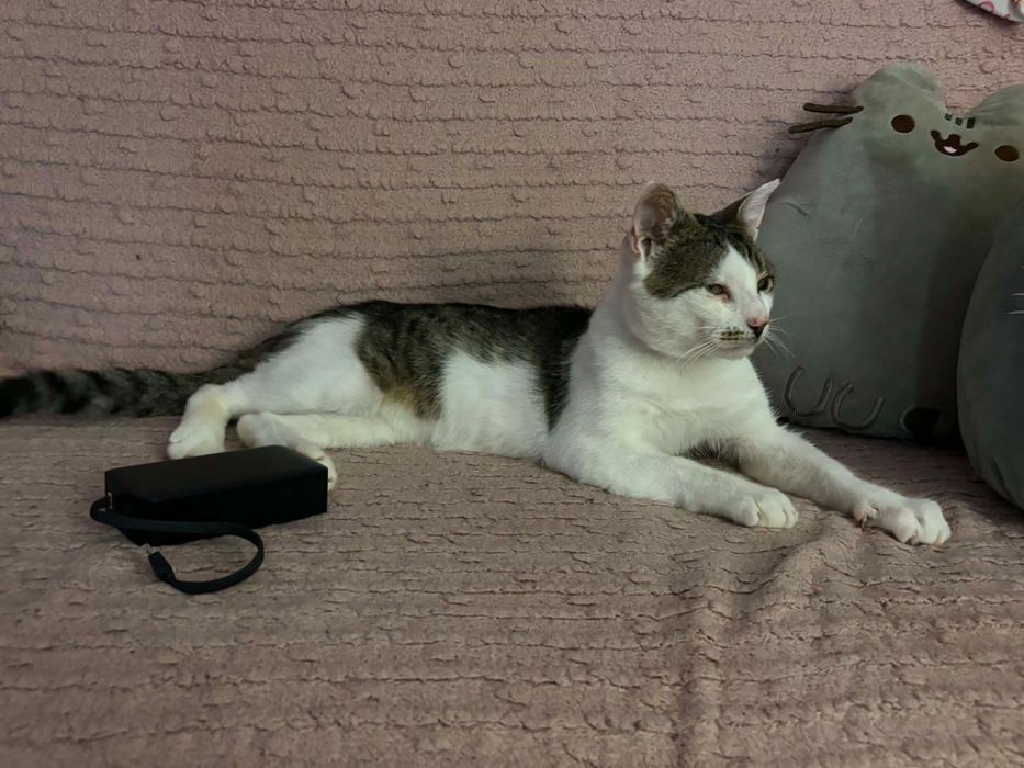 Miecio do adopcji