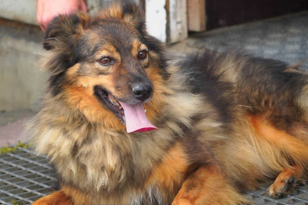 Fasta - kudlata suczka szuka domu