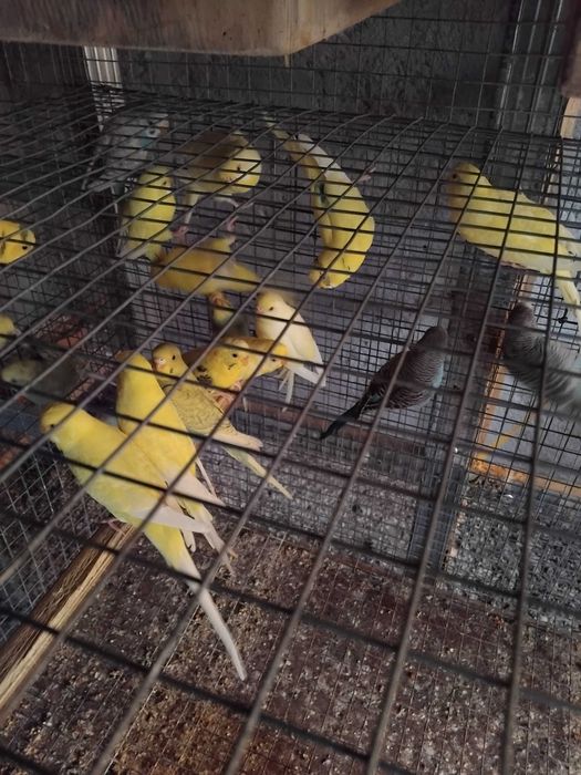 Piriquitos Australianos