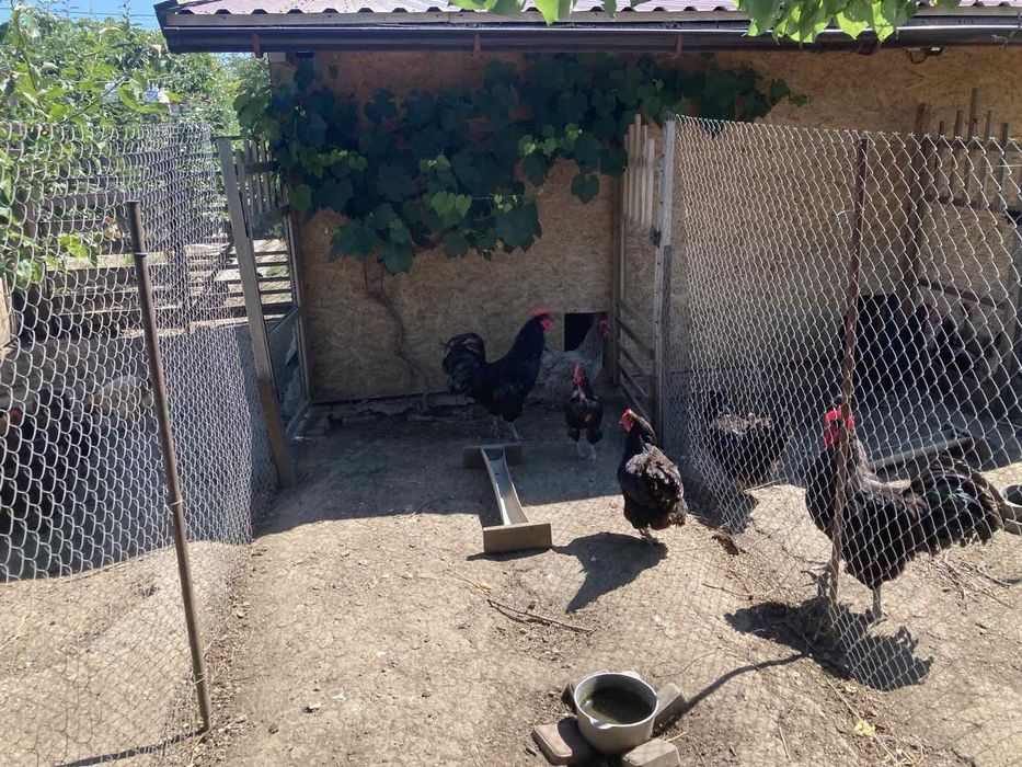 Петухи Джерсийский гигант