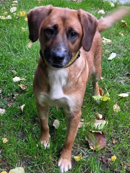 Fajna, młoda, średniej wielkości sunia FIGA poleca się do adopcji!