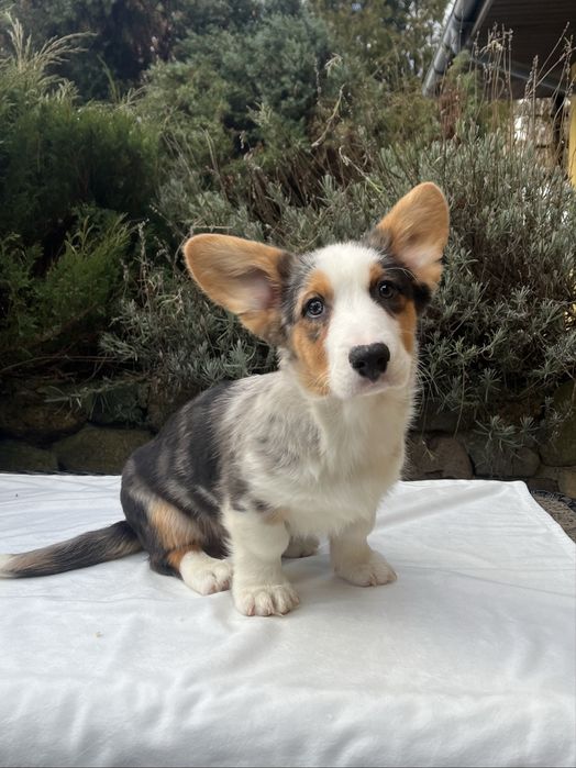 Welsh Corgi Cardigan - piesek Blue Merle