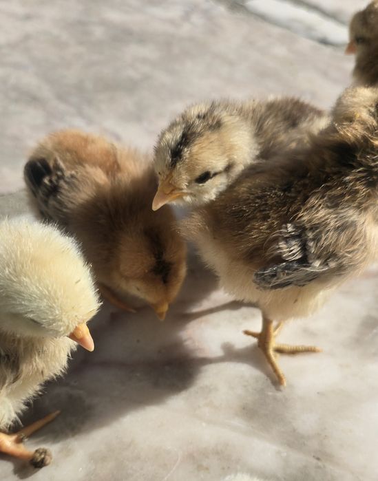 Pintos de raças variadas