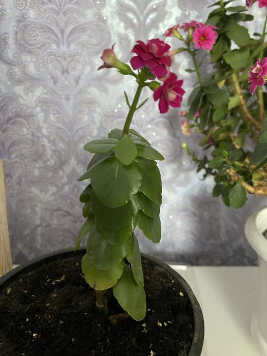 Хамондерея стартери