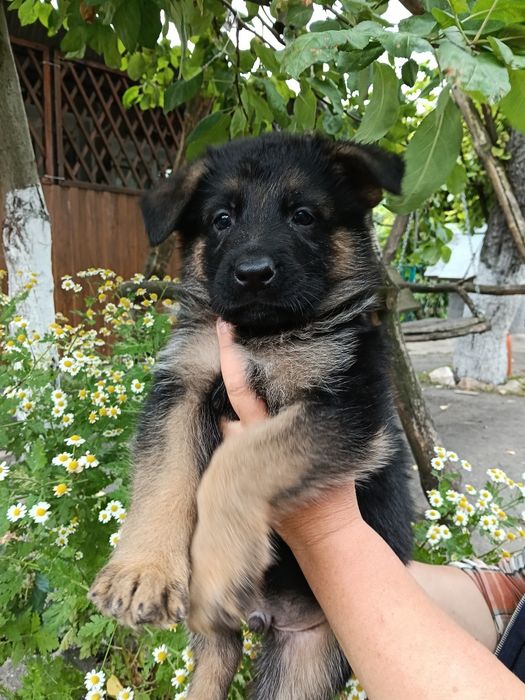 Цуценята німецької вівчарки