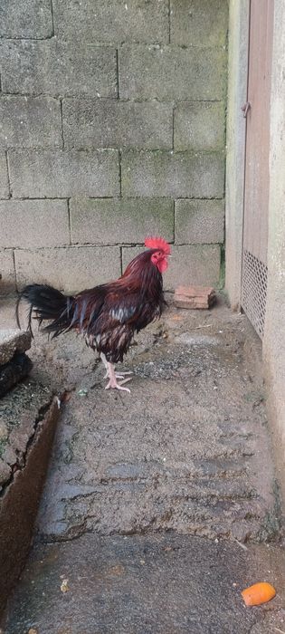 Galos várias raças 8€ por Kg