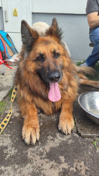 Piękna sunia czeka w schronisku na dom.