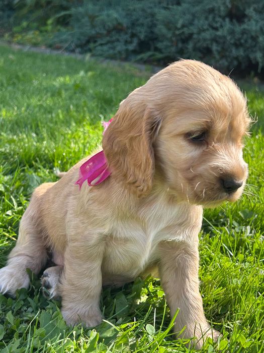 Cocker spaniel  angielski suczka