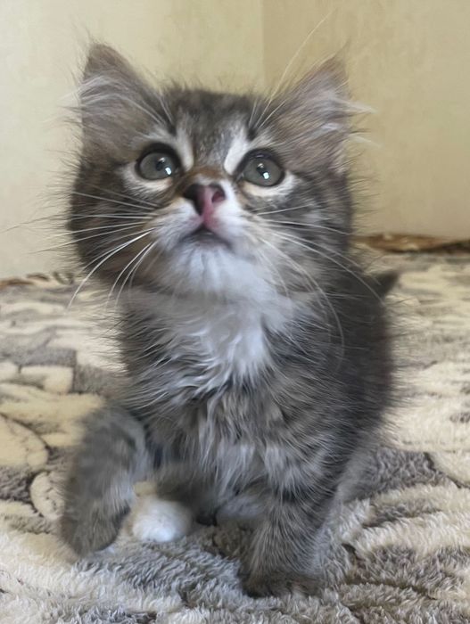 Отдам котёнка бесплатно любящим людям