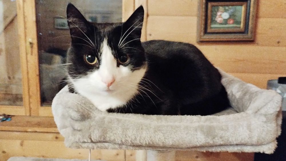 Piękny kocurek bardzo potrzebuje domu !